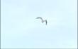 Oiseaux rares à Liège